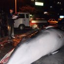 바다와고래 이미지