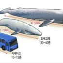 흰수염고래