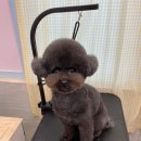 하이 꼬야 이미지