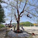 아보리스트 1급 자격증 과정 이미지