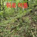 산속산삼 가격책정 구광터 산행.103 (원본 약초 매니아 카페) 이미지