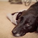 용동물병원 이미지