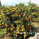 남원 제일농장 이미지