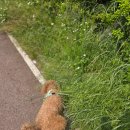 멍살롱 | 🐶 복이 미용 후기｜고양동 강아지 미용 살롱드멍 ✂️