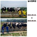 수원-0445 | 8세,5세와 젖소체험하러 농도원 목장으로 ! (6가지 체험영상- 1분요약)