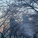 도림천 산책로1 | (서울 벚꽃명소 추천) 신도림 도림천 벚꽃길 이번 주말까지 절정! (feat. 안양천도 고고)