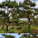 소나무분식 이미지