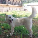 우정진도개 이미지