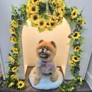 희희퍼피 이미지