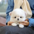 울산 강아지분양 미유펫 이미지