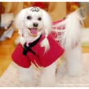 꼬마애견 이미지