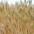 세븐일레븐(창원외동점) 이미지