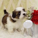 시츄언니 이미지