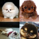 귀여운강아지 이미지