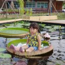 크루지아나 이미지