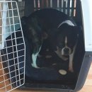 장군이켄넬 이미지