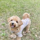 꽃남아 사랑해 이미지