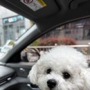대천리중학교 | 화명동 반려동물 동반 카페 느루 강아지와 가기 좋아요