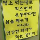 돼지와 건강 이미지