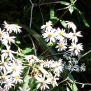 산사랑산약초 이미지