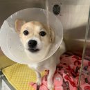 이루다 동물메디컬센터 이미지