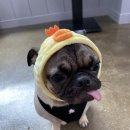 무흘나인펜션 | 경북 성주 계곡, 애견펜션 무흘나인에서 가족여행