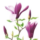 선약 이미지