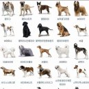 아지애견 이미지