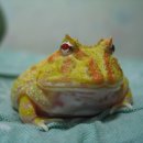 팩맨