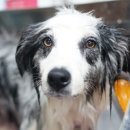 JJ 펫살롱 이미지