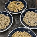 커핑 바리스타 이미지