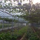 다래농장 이미지