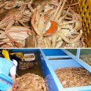 동해-단속-16 이미지