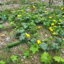 하늘비 홍삼원 이미지