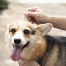 <b>멍멍</b><b>냥냥</b>]산책 즐기는 반려견… 심장사상충 약 먹일...