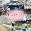 (주)포레나무병원 | 경주 벚꽃 스팟 대릉원보다 사람없고 조용한 카페듀포레 후기!