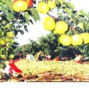 용정농장 이미지