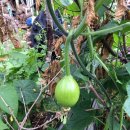 원평농장 이미지