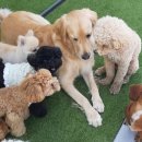 애견훈련소 보담 이미지