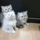 애견명가 이미지