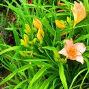 데이릴리(Daylily) 이미지