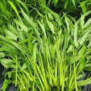 모닝글로리 이미지