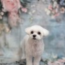 블랑드펫 이미지