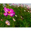 구리광장 이미지