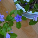 솔의향기 이미지