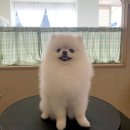 댕댕포유 이미지