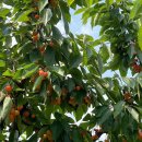 손별농장 이미지