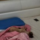 딱지애견샵 이미지