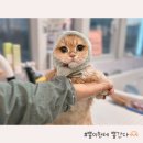 고양이 미용실 이미지