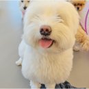 리치펫하우스 이미지